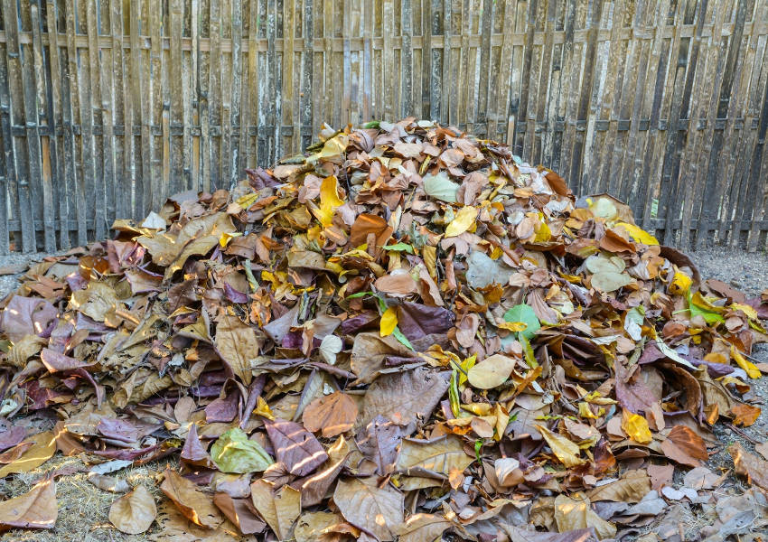 Autumn Leaves 3